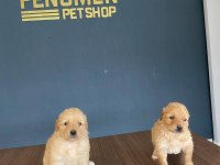 GERÇEK GOLDEN RETRIEWER YAVRULARI ANKARA MAĞAZA