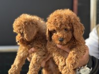 Petmode köpek çiftliğinde ziyarete açık toy poodle