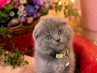 TOP KAFALI SCOTTİSH FOLD VE BRİTİSH SHORTHAİR BEBEKLER