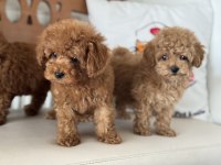 Petmode köpek çiftliğinde ziyarete açık toy poodle