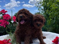 BİBLO GÜZELLİĞİNE SAHİP MUHTEŞEM RED BROWN TOY POODLE