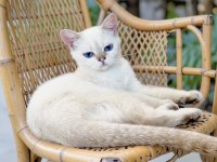 ÜCRETSİZ 9 AYLIK KEDİMİZ