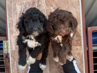 Lagotto yavrular