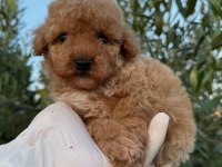 TOY POODLE BEBEKLERİ