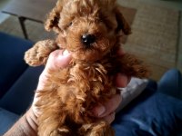 Kahve rengi dişi poodle