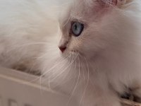 Maviş british longhair kızımıza yuva arıyoruz