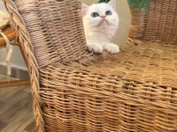 Kar beyaz golden british shorthair