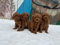 GÜZELLER GÜZELİ POODLE BEBEKLER