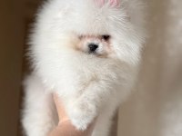 BABY SÜRAT EFSANE DİŞİ POMERANİAN