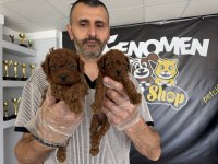 WC EĞİTİMLİ TOY POODLE YAVRULR ANKARA MAĞZAMZDA GÖRÜN