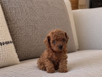 Micro Teacup Kore Poodle Yavrumuz