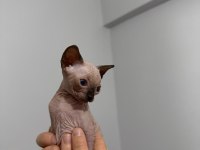 IRK GARANTİLİ SPHYNX YAVRULARI