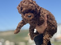 Çok özel redbrown kore toy poodle yavrular