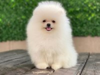 Tea cup teddy face pomeranian boo