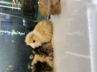 City Pet Shop Güvencesiyle Sağlıklı Ginepigler