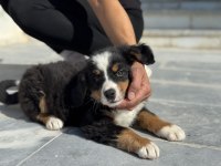 Petmode köpek çiftliğinden bernese yavrular