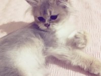 3 aylık british longhair erkek yavru
