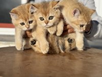 Ny12 golden british shorthair yavrularımız