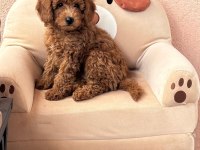 Toy Poodle Dişi 3.5 Aylık