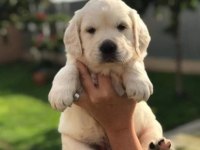 Eğitimli baby face golden retriever bebekleri