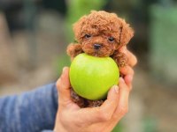 Şecereli Kore Teacup Toy Poodle