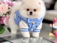 MİNİ BOY AYICIK POMERANİAN