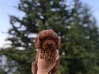 KORE POODLE PET EĞİTİMLİ YAVRUMUZ YENİ YUVASINA HAZIR