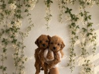 Teacup gerçek Kore Maltipoo