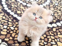 British shorthair ve longhair safkan