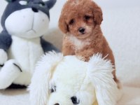 Toy poodle safkan