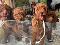 BİBLO GÜZELLİĞİNE SAHİP DARK RED BROWN TEACUP POODLE