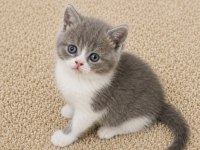 Blue Bicolor ve Golden Müthiş British Shorthair Yavrular