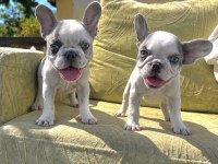 Yeşil gözlü blue pied french bulldog bebeklerim