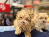 TÜY DÖKMEYEN HİPOALERJENİK TEACUP MALTİPOO YAVRULAR