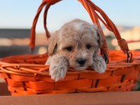 Maltipoo yavrumuz