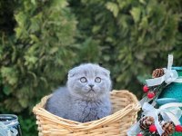 SCOTTISH FOLD GRİ YAVRULARIM