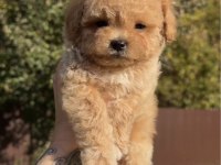 Bal rengi poodle bebekler