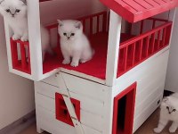 ANKARA NIN EN GÜZEL SCOTTİSH FOLD YAVRULARI