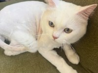 YURTDIŞINA ÇIKACAĞIMIZ İÇİN KEDİMİZİ SAHİPLENDİRECEĞİZ