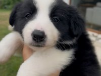 Çok Özel Son 2 Yavru Köpeğimiz