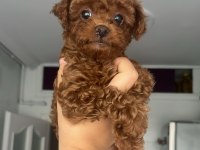 Ailemizde Büyüyen Toy Poodle Yavrularım