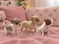 Teacup chihuahua