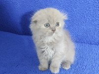 İstanbul içi Adrese teslim lilak scottish fold longhair