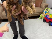 Tuvalet eğitimli orijinal kore toy poodle