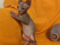 Sphynx home bebek kediler