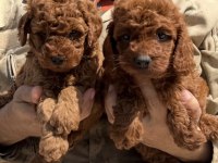 Hayallerinizdeki Toypoodle yavrularımız ruhsatlı çiftlik