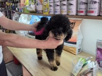 10 AYLIK DİŞİ KORE TOY POODLE