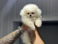 Pomeranian boo kar beyazı 2 aylık