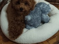 Toy Poodle orjinal İstanbul