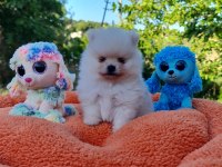Neşe dolu Şecereli Tedyface Pomeranian Yavrularımız